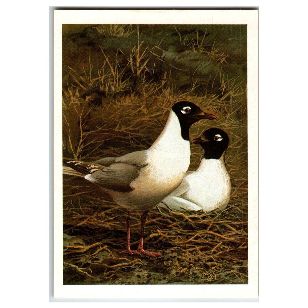 1987 Soviet Relict Gull Postcard B. Egorov Wildlife Art Bird Nature USSR